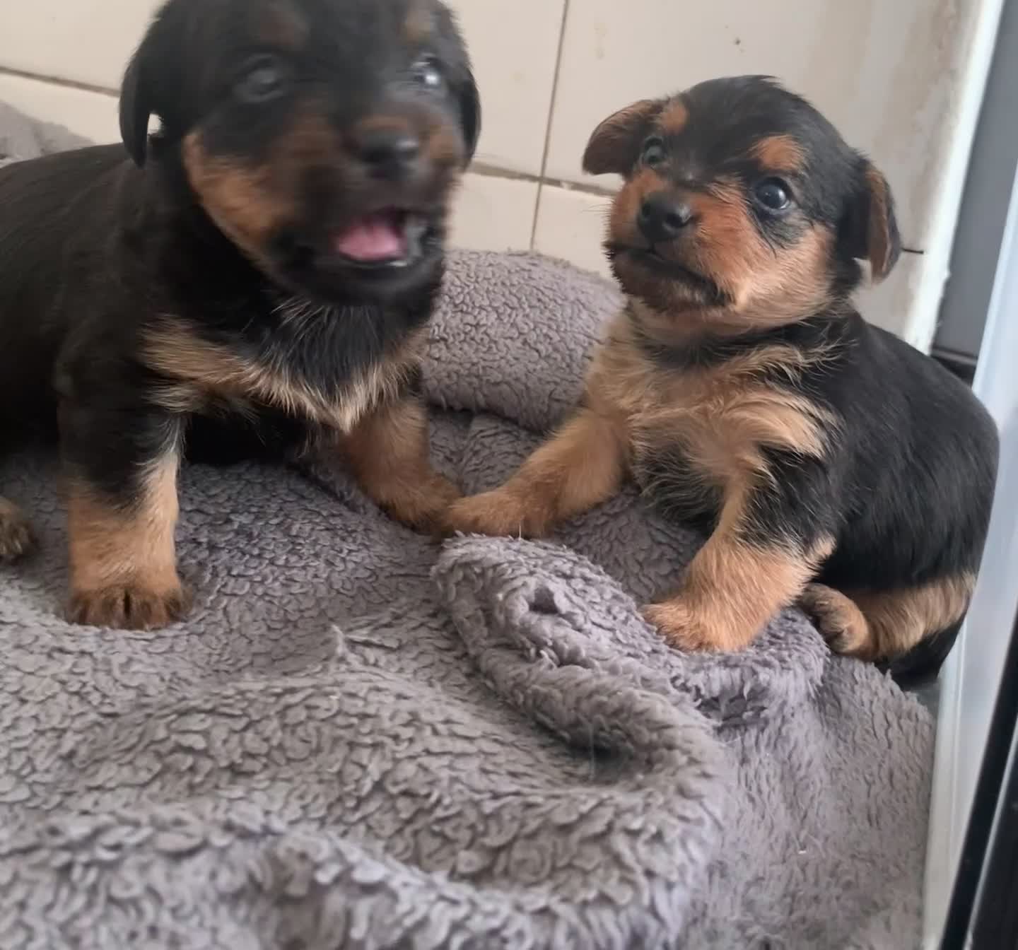 Mixed Breed dogs for sale: Two healthy beautiful male pups  - Video 1