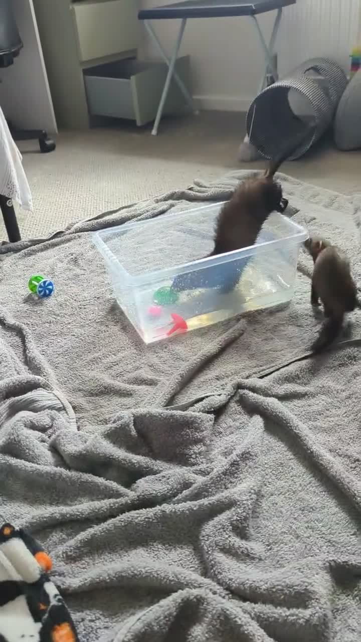 Ferret rodents for sale: 2 ferrets and full set up for sale. - Video 1