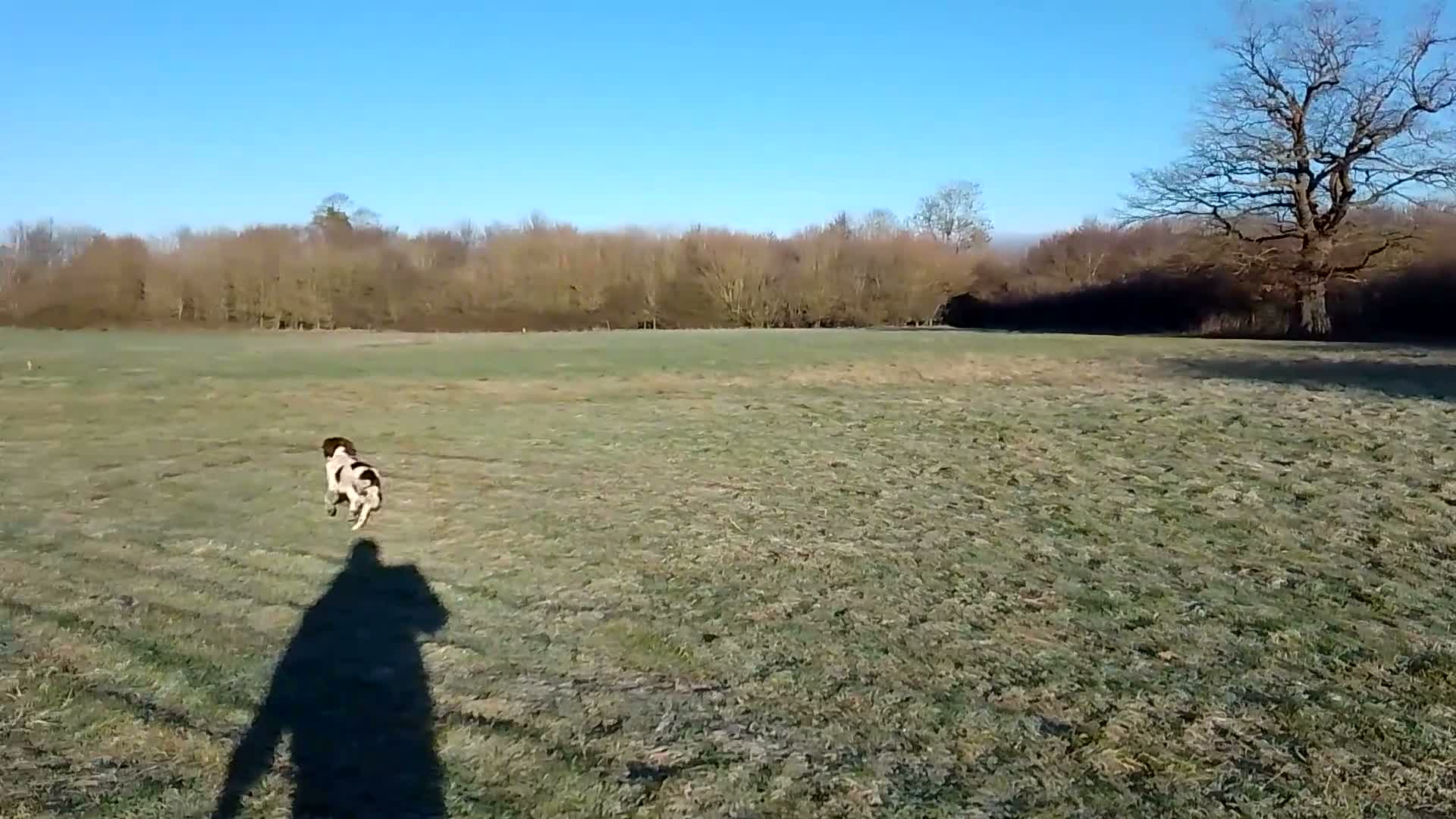 Sprocker dogs for sale: F1 sprocker puppies - Video 4