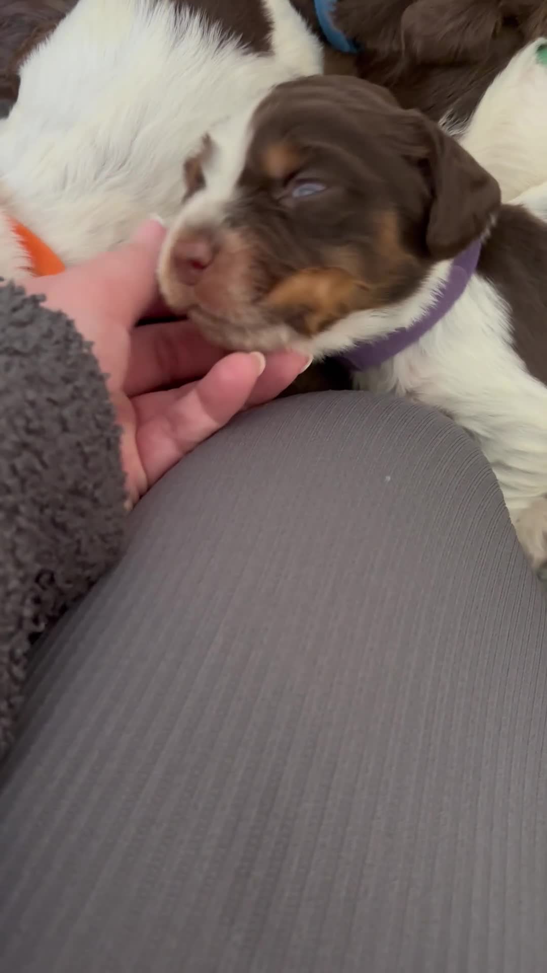 Sprocker dogs for sale: 7 Beautiful Sprocker Spaniel Puppies - Video 5