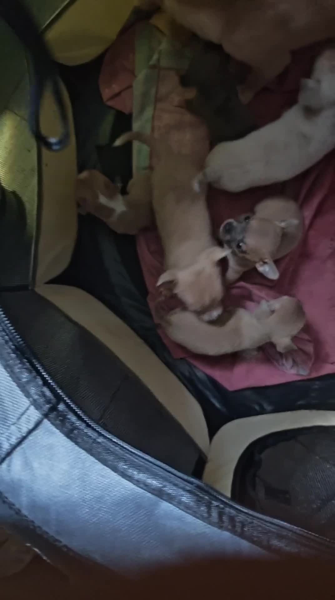 Chihuahua dogs for sale: Apple head chihuahua puppys - Video 1