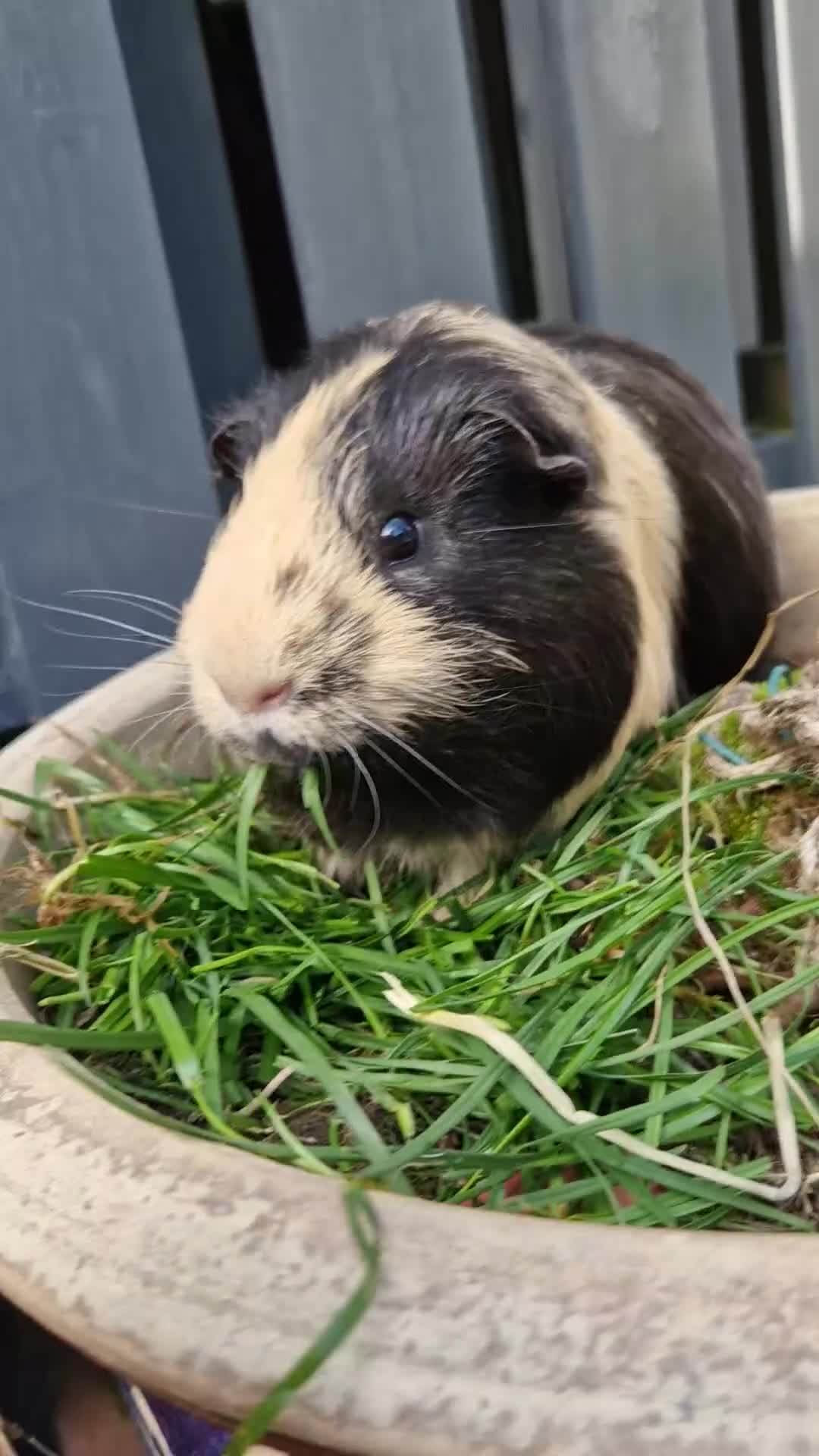 Guinea Pig rodents for sale: Handsome shelte male  - Video 1
