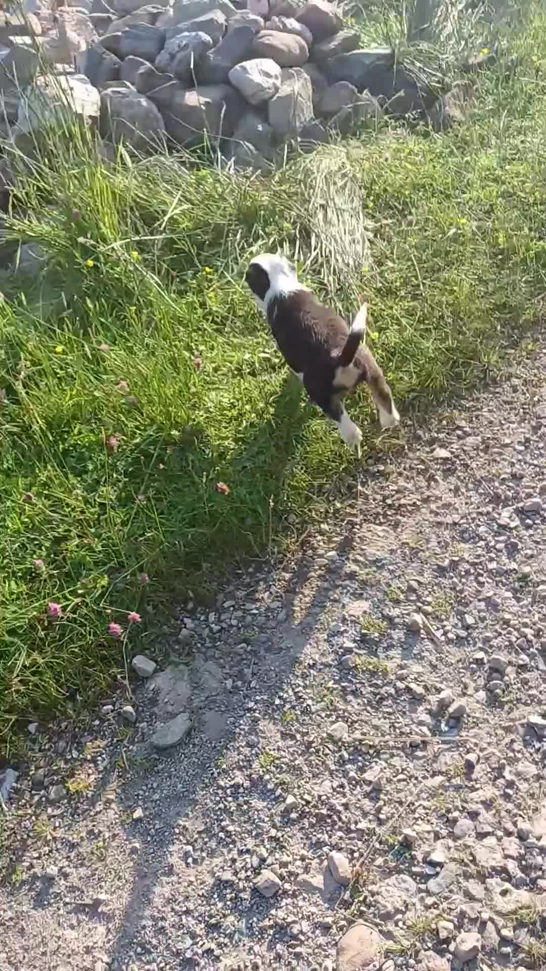 Border Collie dogs for sale: Working collie pups  in Lairg - Video 2