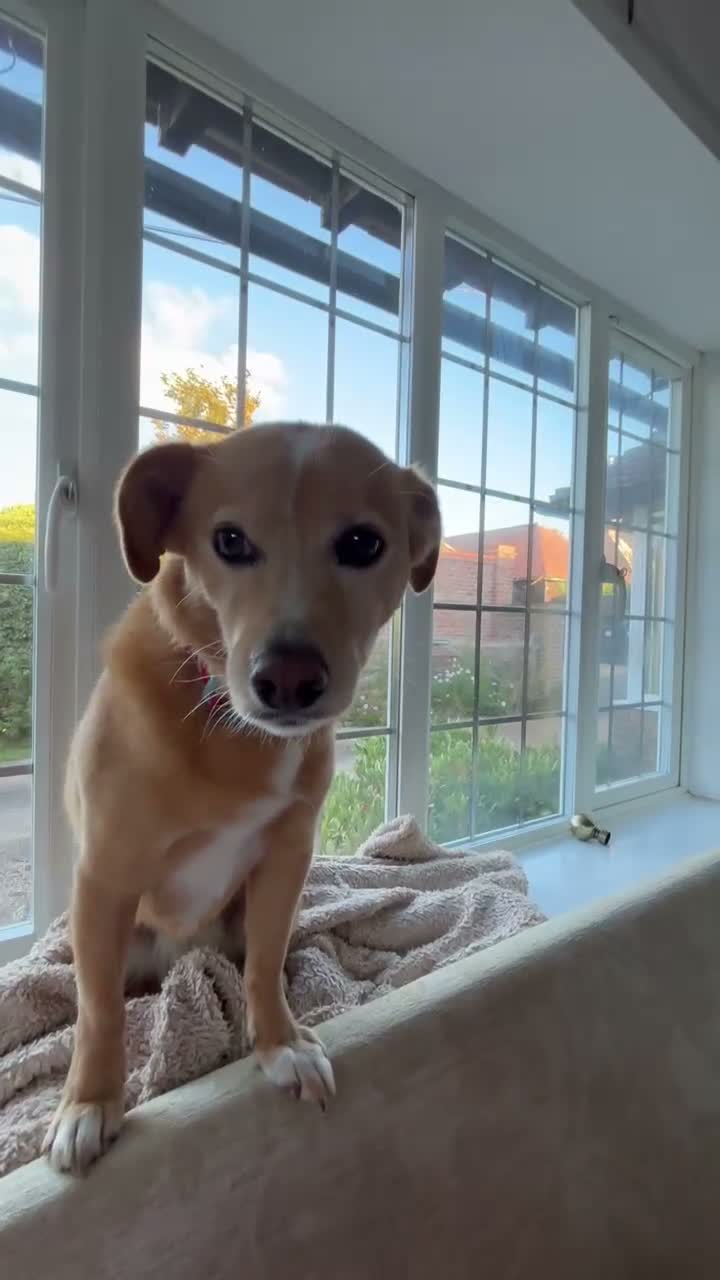 Mixed Breed dogs for adoption: Beautiful Bonnie 🩷 in Hailsham - Video 1