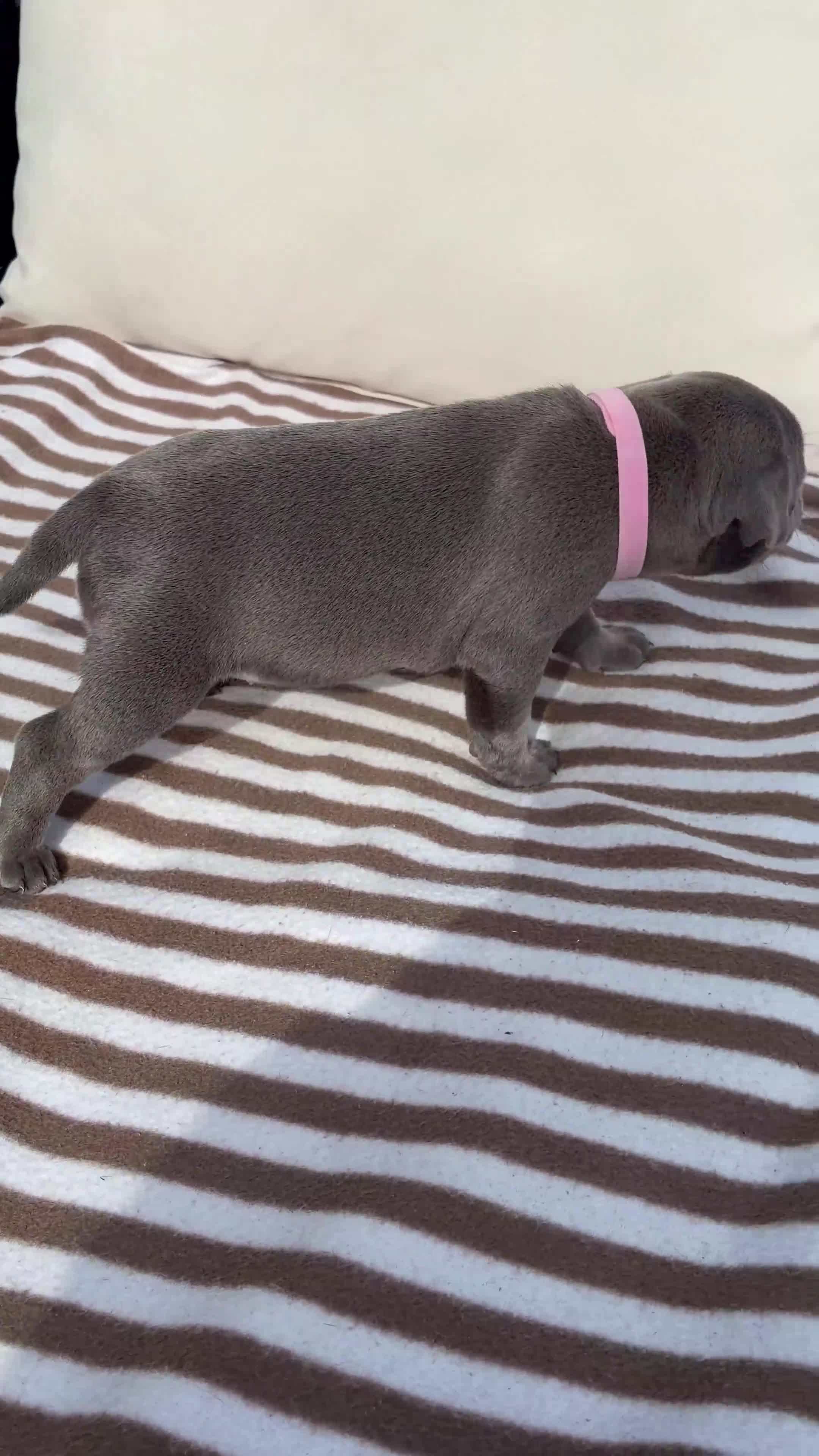 Staffordshire Bull Terrier dogs for sale: 💙KC Registered Blue Staffie Puppies💙 - Video 1