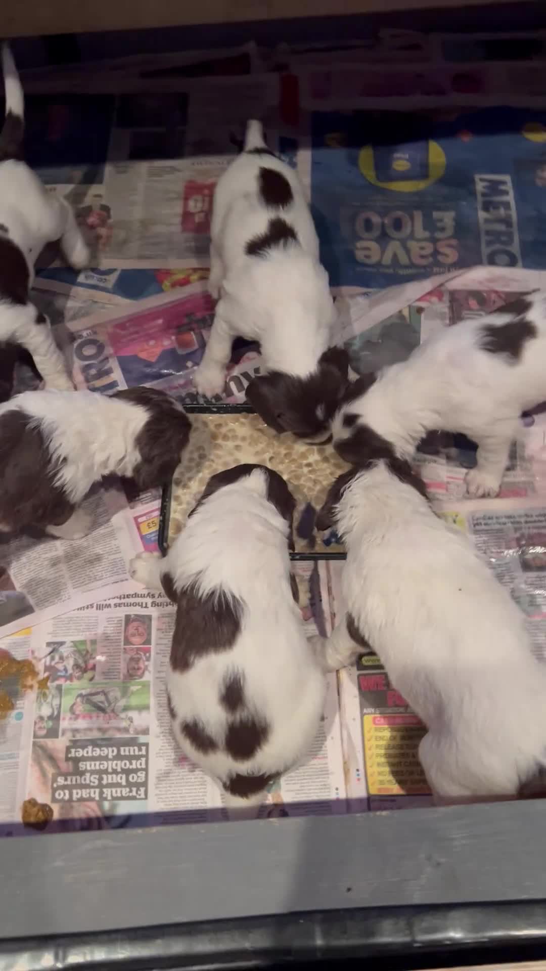 English Springer Spaniel dogs for sale: English springer Spanial  - Video 1