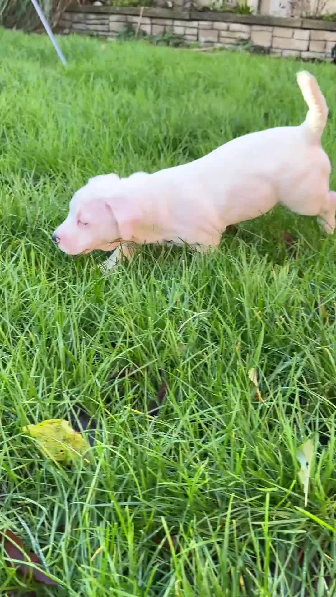 Mixed Breed dogs for sale:  Last 2 girls READY NOW! Rare English Bulldach - Video 3