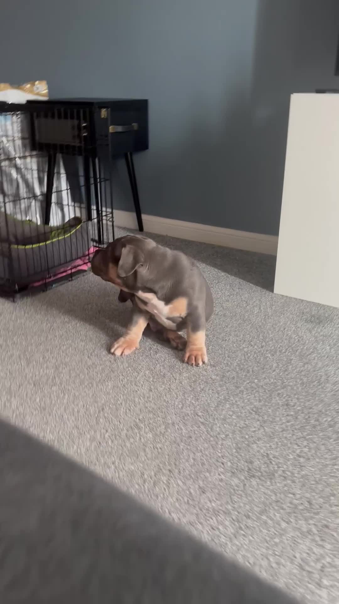 American Bully dogs for sale: Micro/Pocket Bully Puppy - Video 1