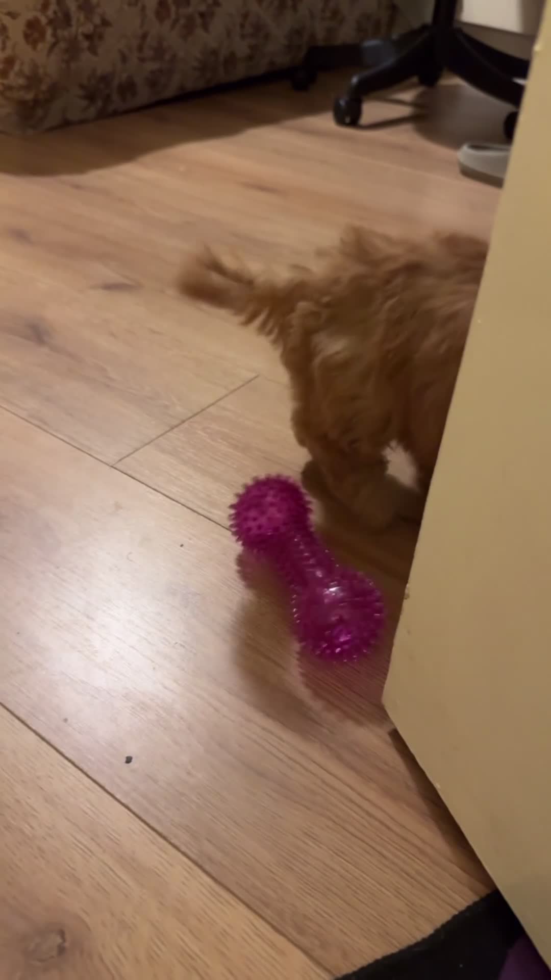 Cockapoo dogs for sale: Beautiful Cockapoo  - Video 1