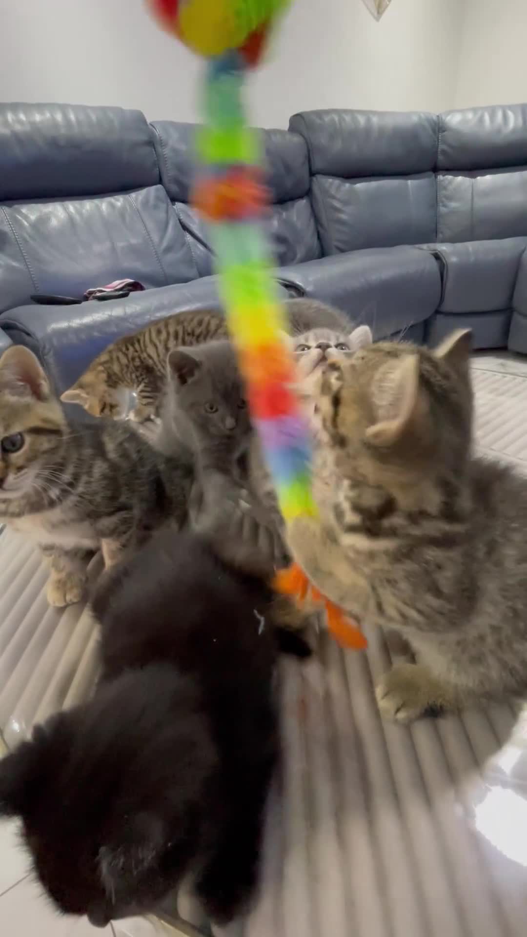 British Shorthair cats for sale: 9 British short hair kitten 2 different mother  - Video 1