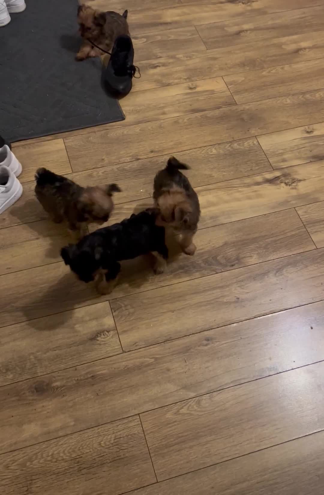 Yorkshire Terrier dogs for sale: Yorkshire terrier mini 1 female 3 male puppies  - Video 2