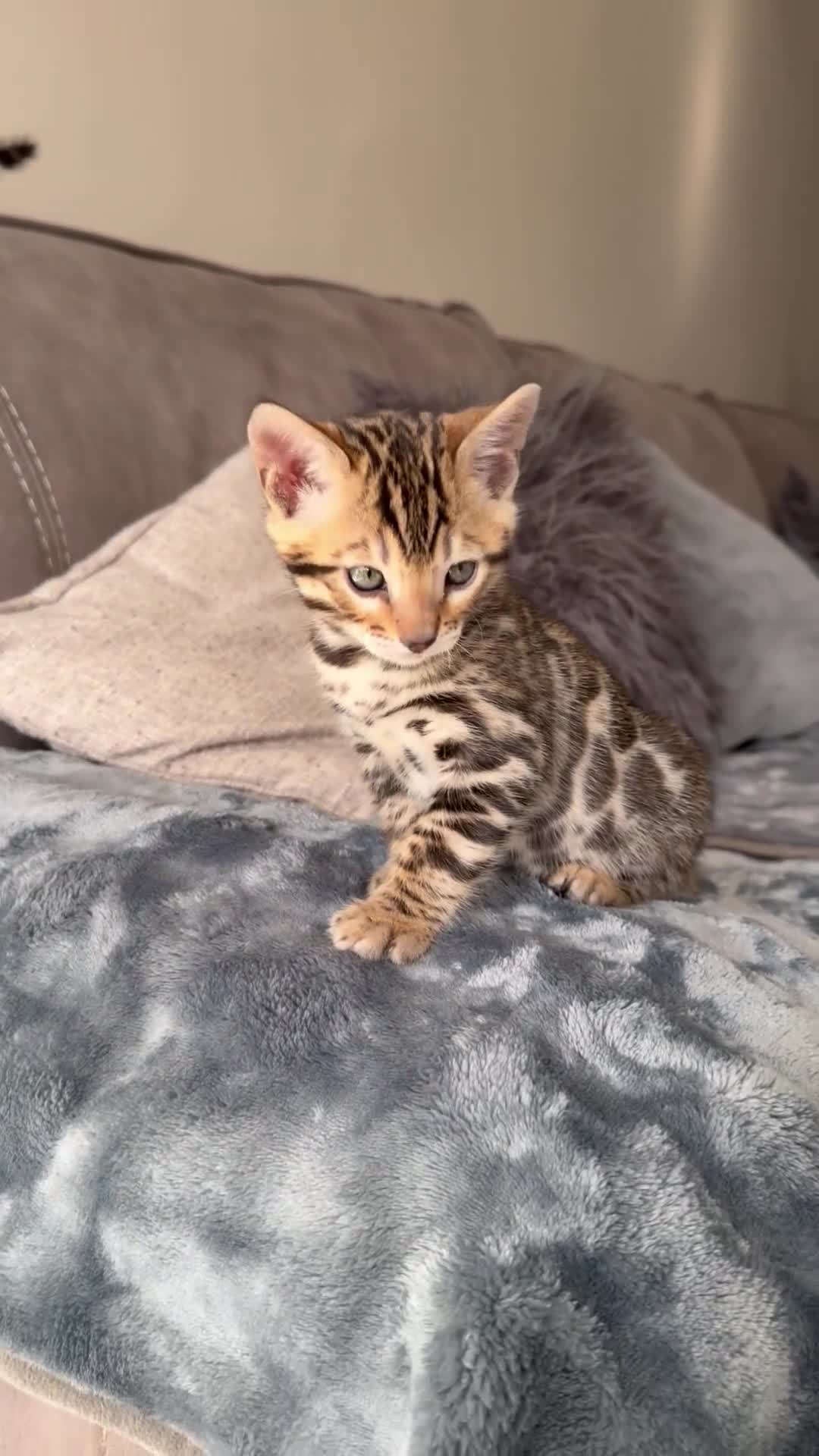 Bengal cats for sale: 1 left- Beautiful Pedigree Bengal kittens for sale - Video 1