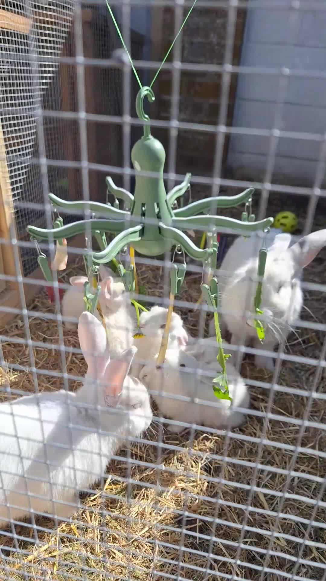 Californian rabbits for sale: Californian and californianXnewzaeland rabbits  in Worthing - Video 1