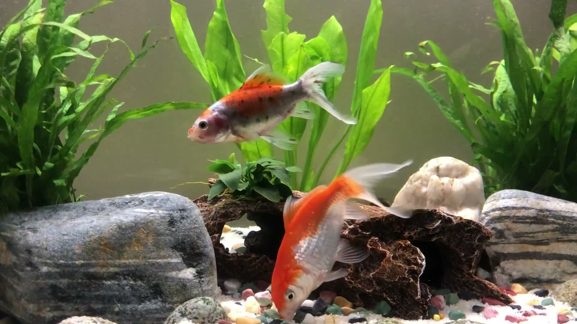 Goldfish fish for sale: 5 mixed gold fish looking for a new home in Aylesbury - Video 1