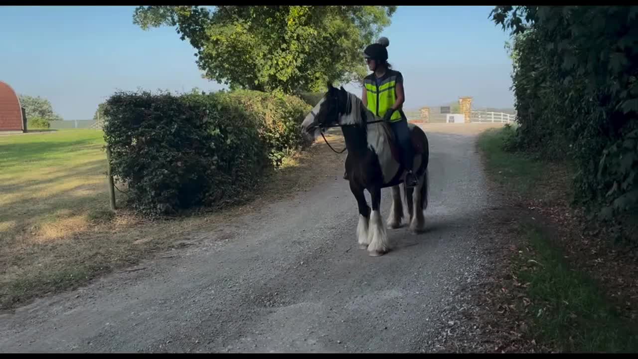 Irish Cob horses for sale: Tommy - 6 year old 13.1 Cob - Video 3