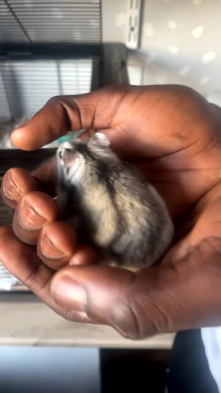 Hamster rodents for sale: Female russian dwarf hamster  - Video 2