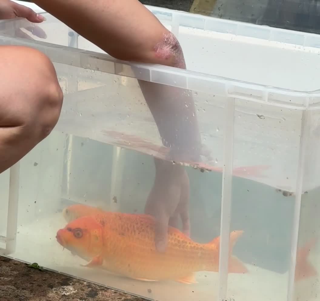 Koi Carp fish for sale: Beautiful Gold-Orange Koi Carp - Video 1