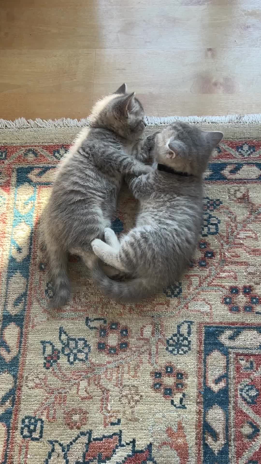British Shorthair cats for sale: 5 British Shorthair Kittens  - Video 1
