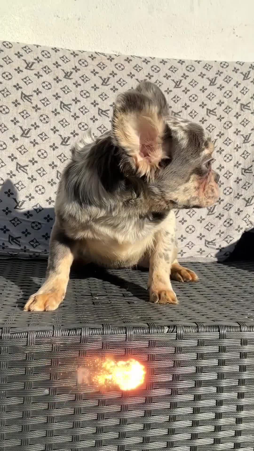 French Bulldog dogs for sale: ✨ Enchanted Frenchie Puppies Ready Now! ✨ - Video 1