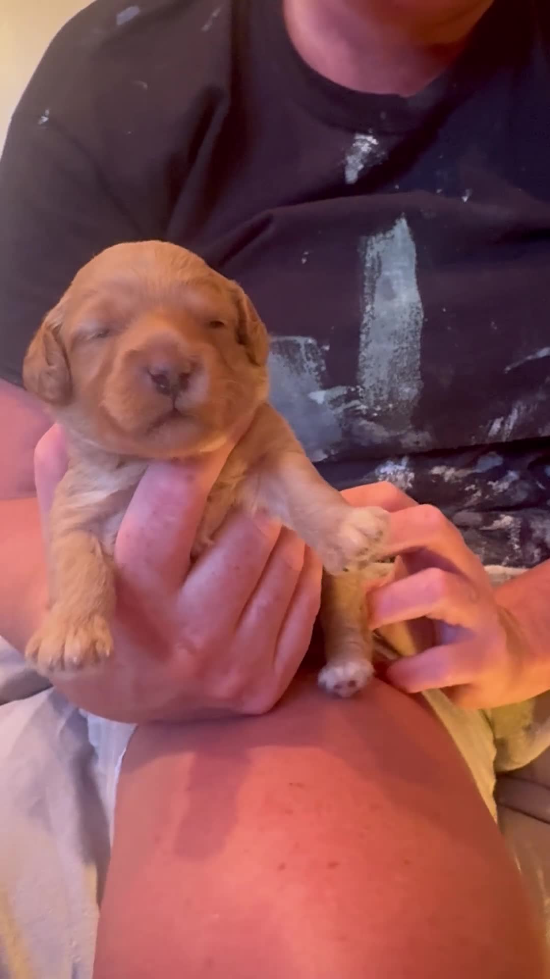 Mixed Breed dogs for sale: Puppies born! 2 remaining available  - Video 1