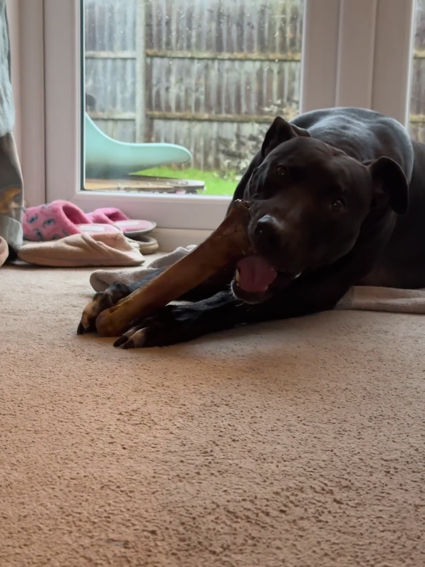 Mixed Breed dogs for sale: Eddie 💙 - Video 2