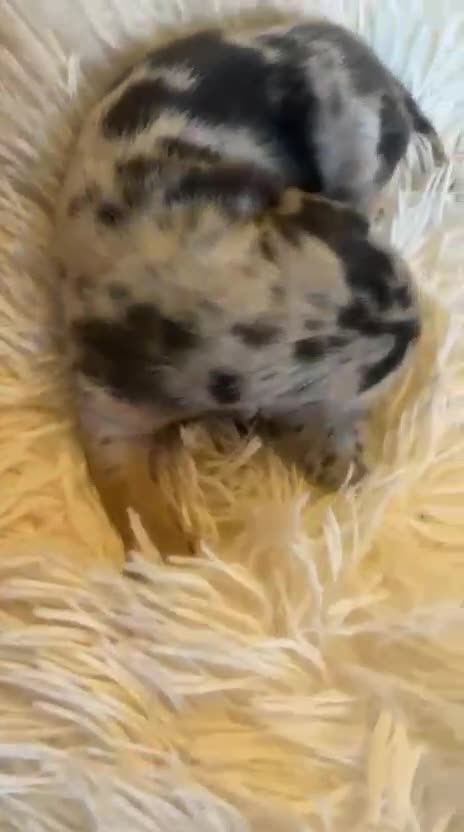 Miniature Dachshund dogs for sale: KC Miniature Dachshunds Blue and Cream dapple - Video 1