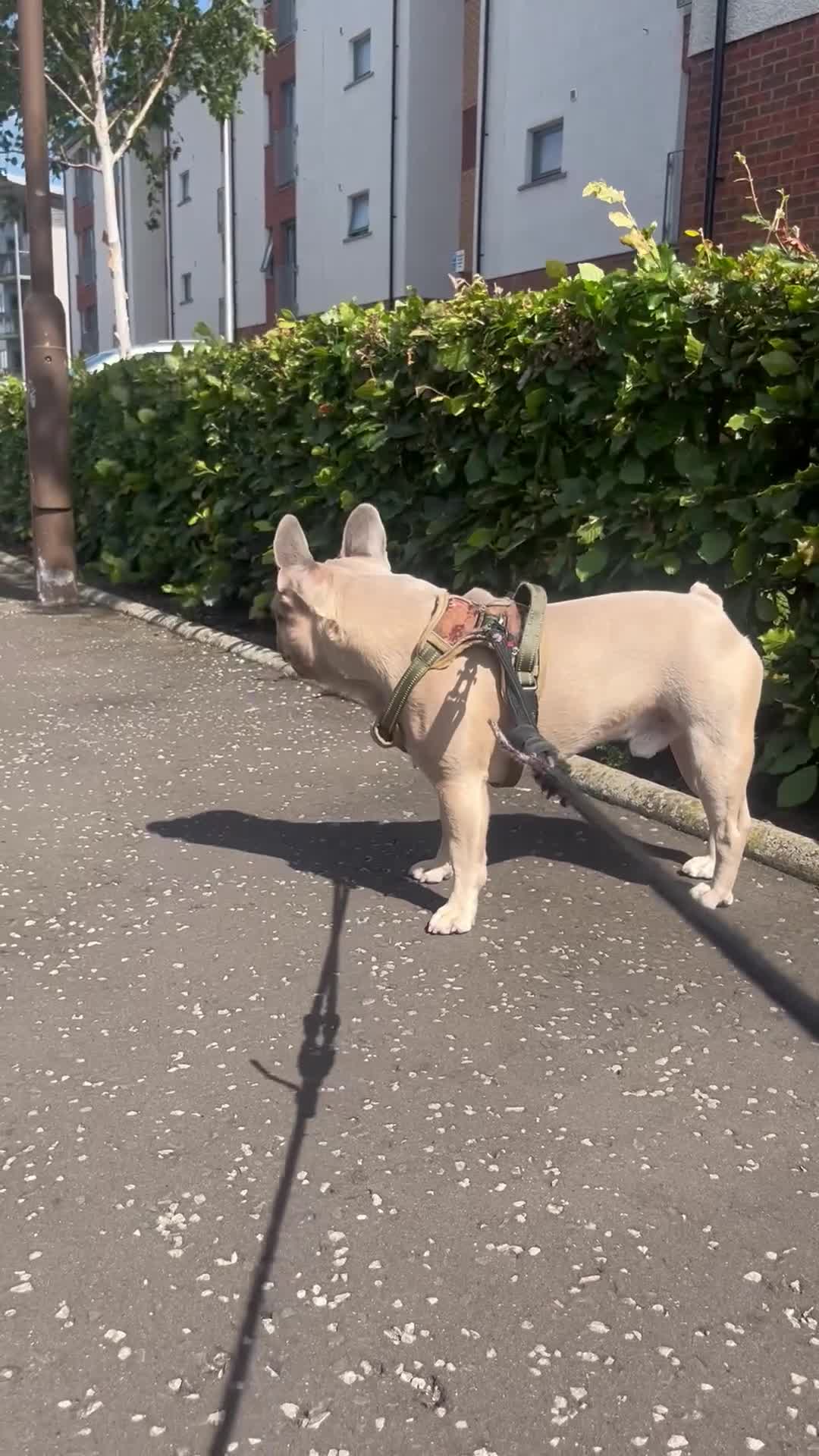 French Bulldog dogs for sale: French bulldog  - Video 1