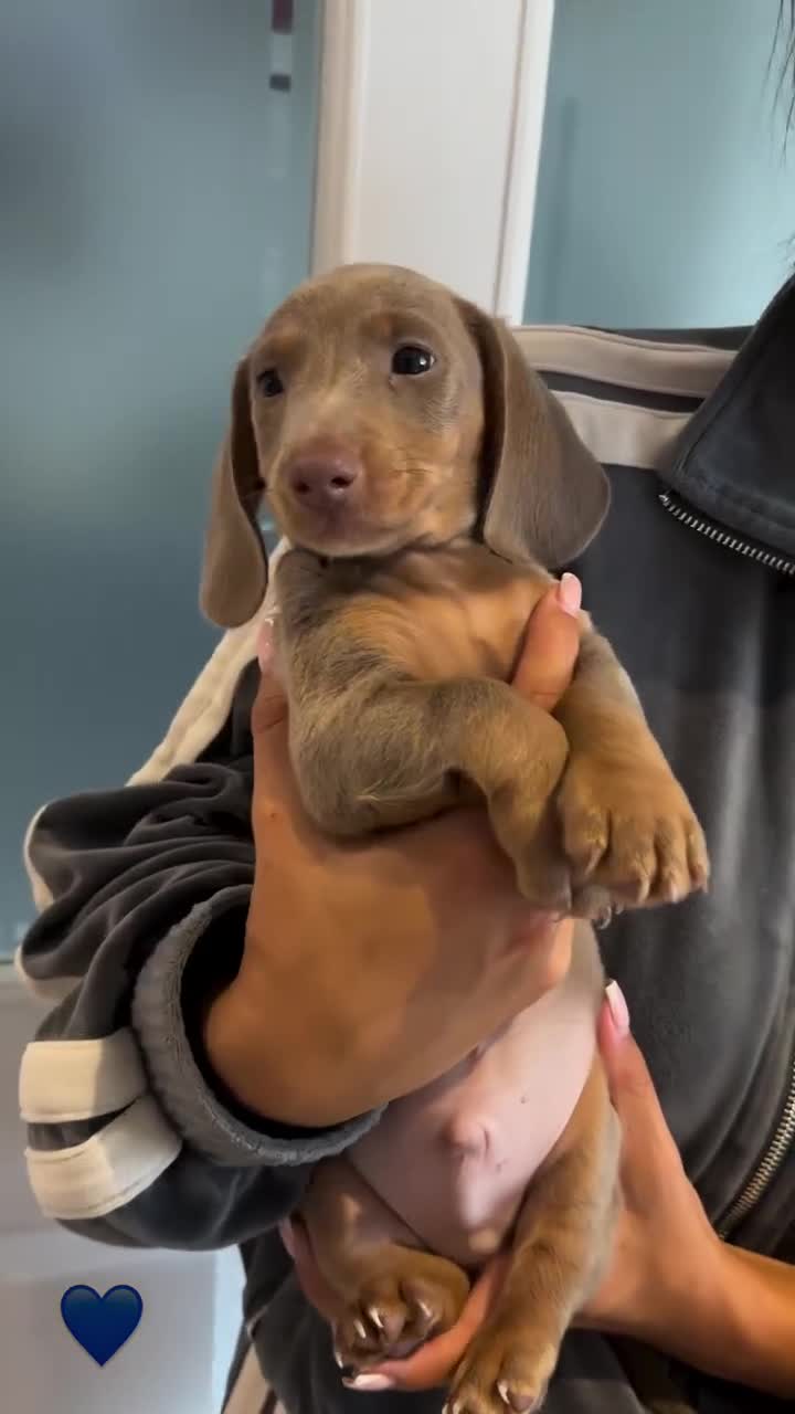 Miniature Dachshund dogs for sale: Minature dachshund  - Video 5