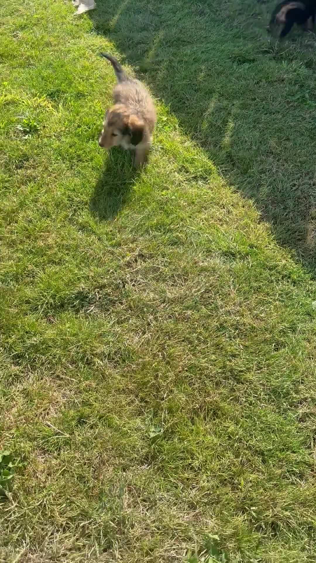 Dachshund dogs for sale: KC REG long haired miniature dachshund - Video 1