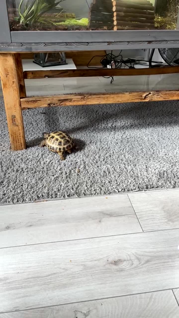 Tortoise reptiles for sale: 2 horsfield tortoises for sale  - Video 1