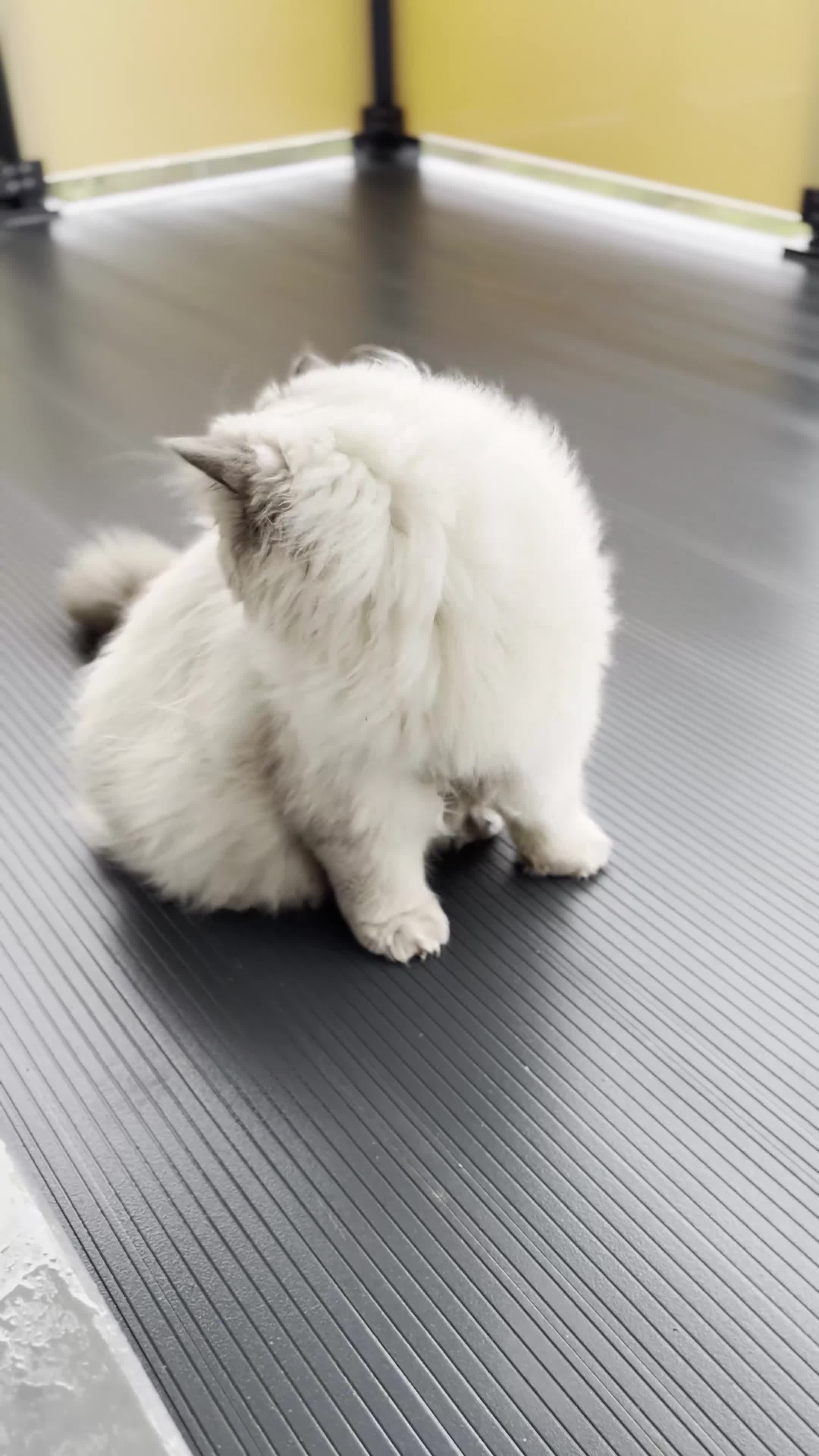 Persian cats for sale: Three years old Calm and Gentle PERSIAN Boy  - Video 1