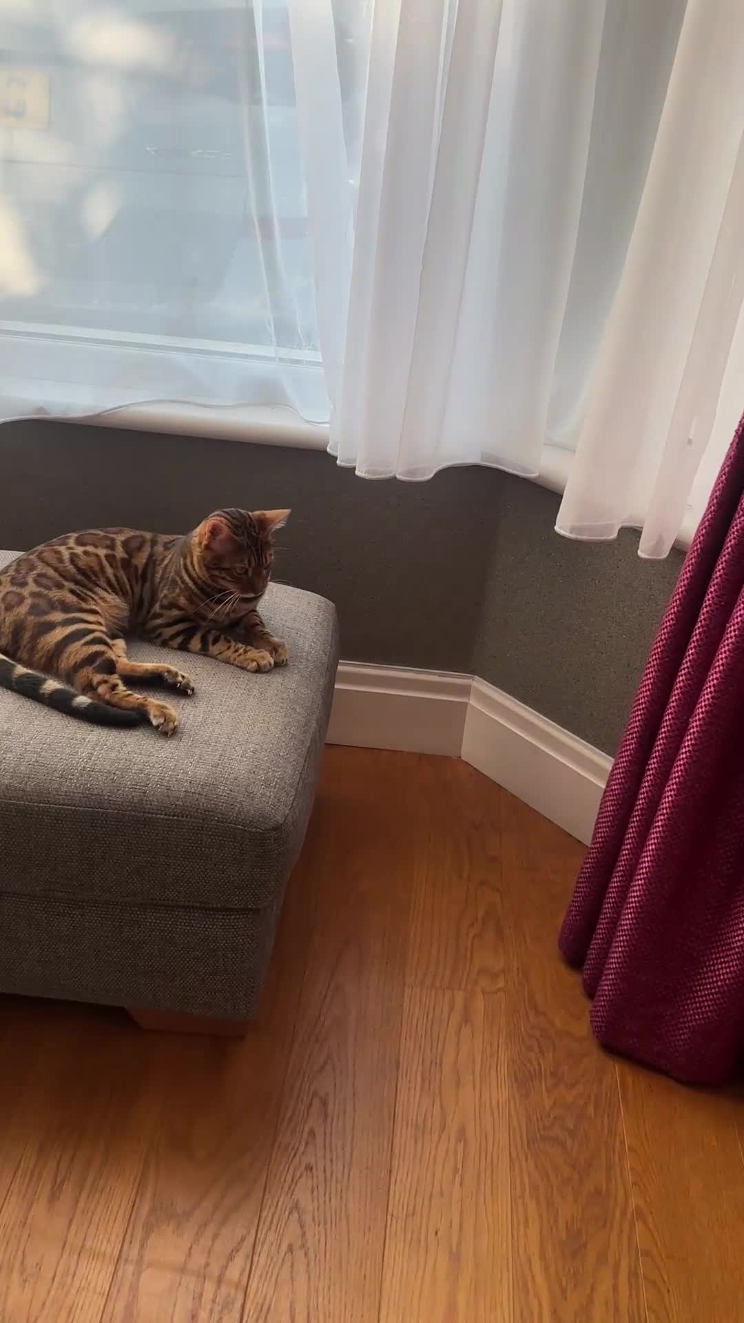 Bengal cats for sale: Looking for a new home - Beautiful Bengal Male - Video 1
