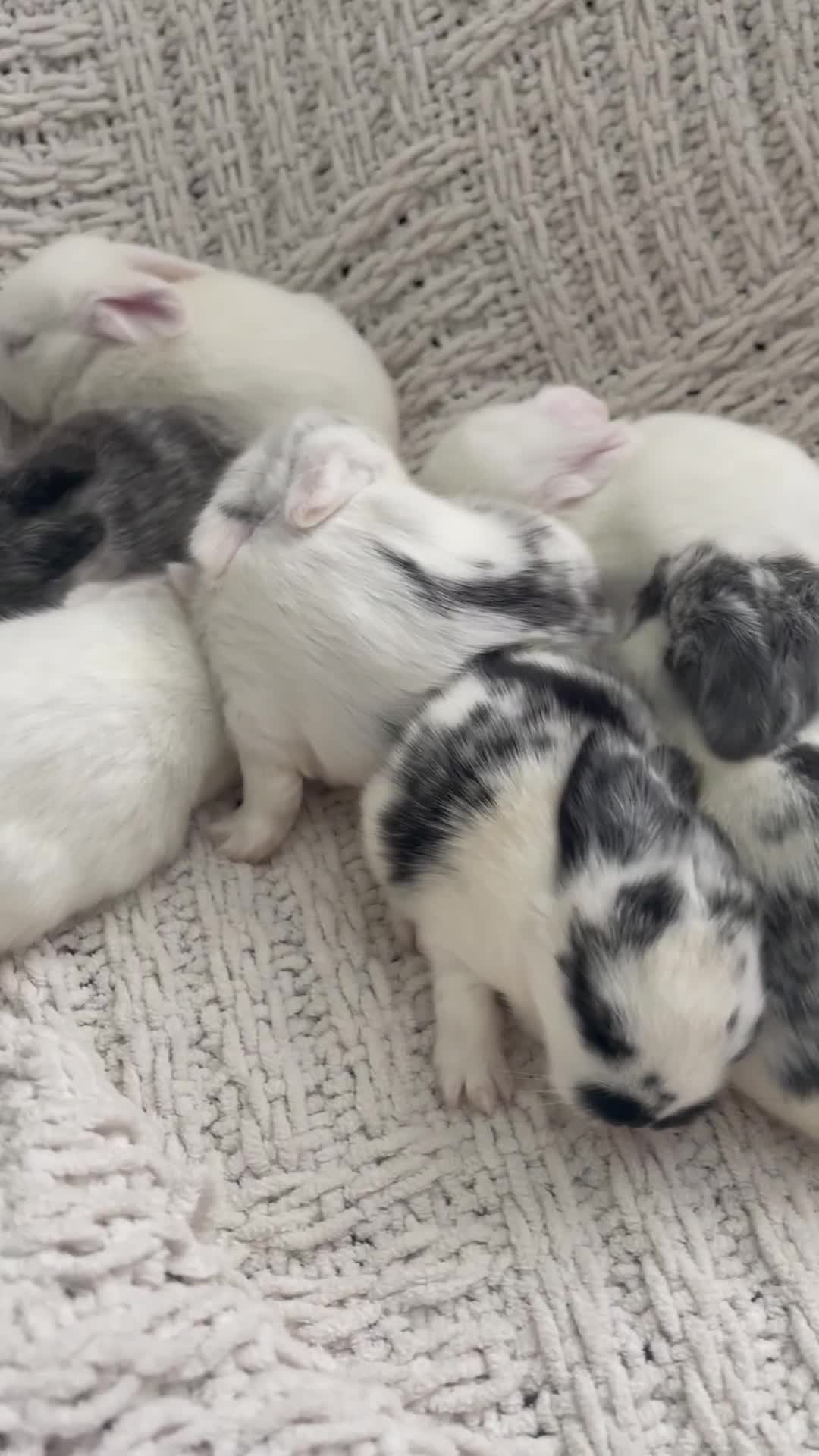 Mini Lop rabbits for sale: Mini lop babies available  - Video 1