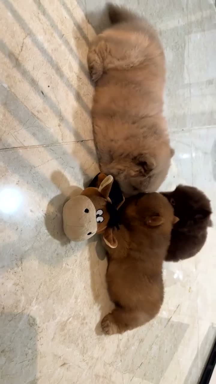 Chow Chow dogs for sale: Exceptional Chow Chow Puppies available in Bournemouth - Video 1