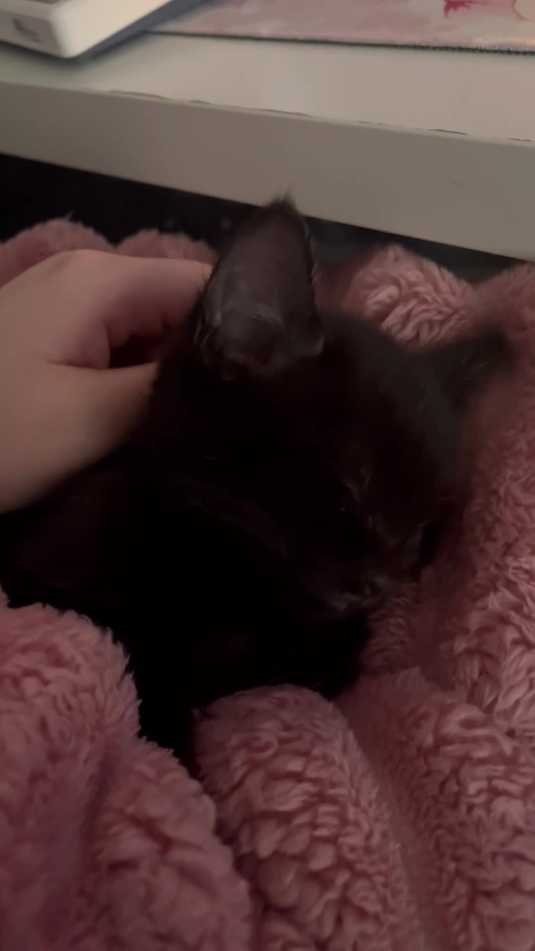 Mixed Breed cats for sale: Rehoming Nori  - Video 2