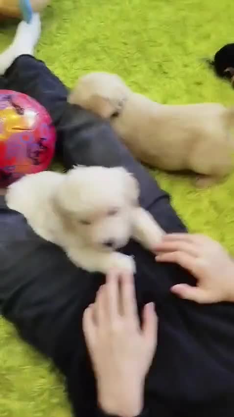 Golden Retriever dogs for sale: 🐶 beautiful golden retriever puppies ❤️ - Video 1