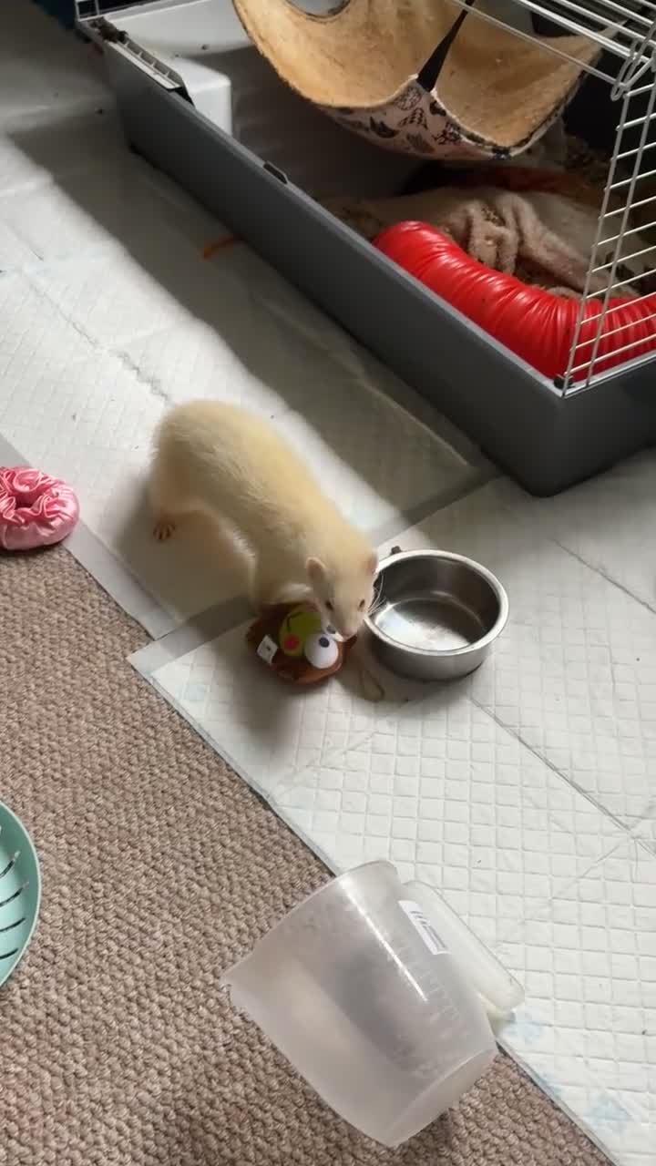 Ferret rodents for sale: 2 Ferrets Jills - Video 1