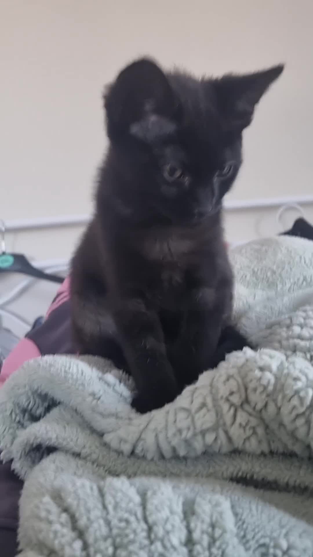Domestic Shorthair cats for sale: Kittens for sale ready to leave £100 - Video 1