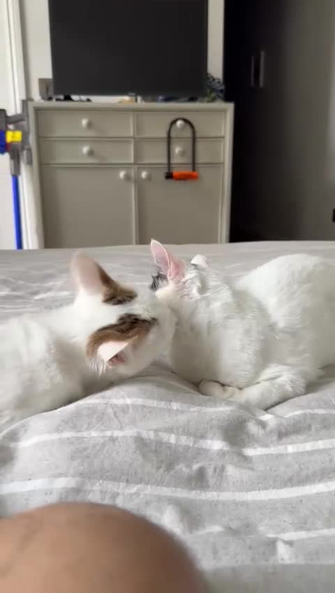 Mixed Breed cats for adoption: ARES BOY - FIONA MIX TURKISH ANGORA GIRL BONDED  - Video 1