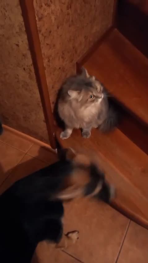 Mixed Breed dogs for adoption: ❤️🐶Busia- 6(7) month lower-medium girl ❤️🐶 - Video 3