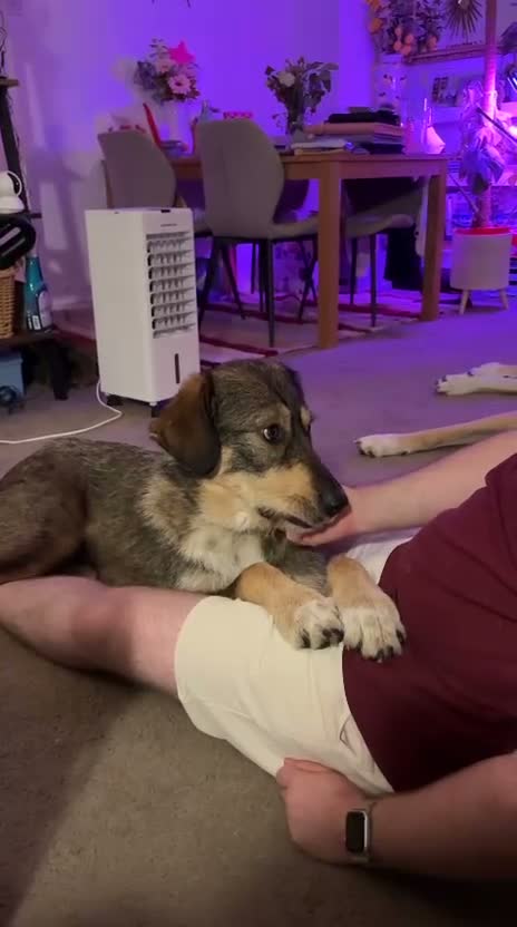 Mixed Breed dogs for sale: Meet Fenya, your new best friend! in Bedlington - Video 3