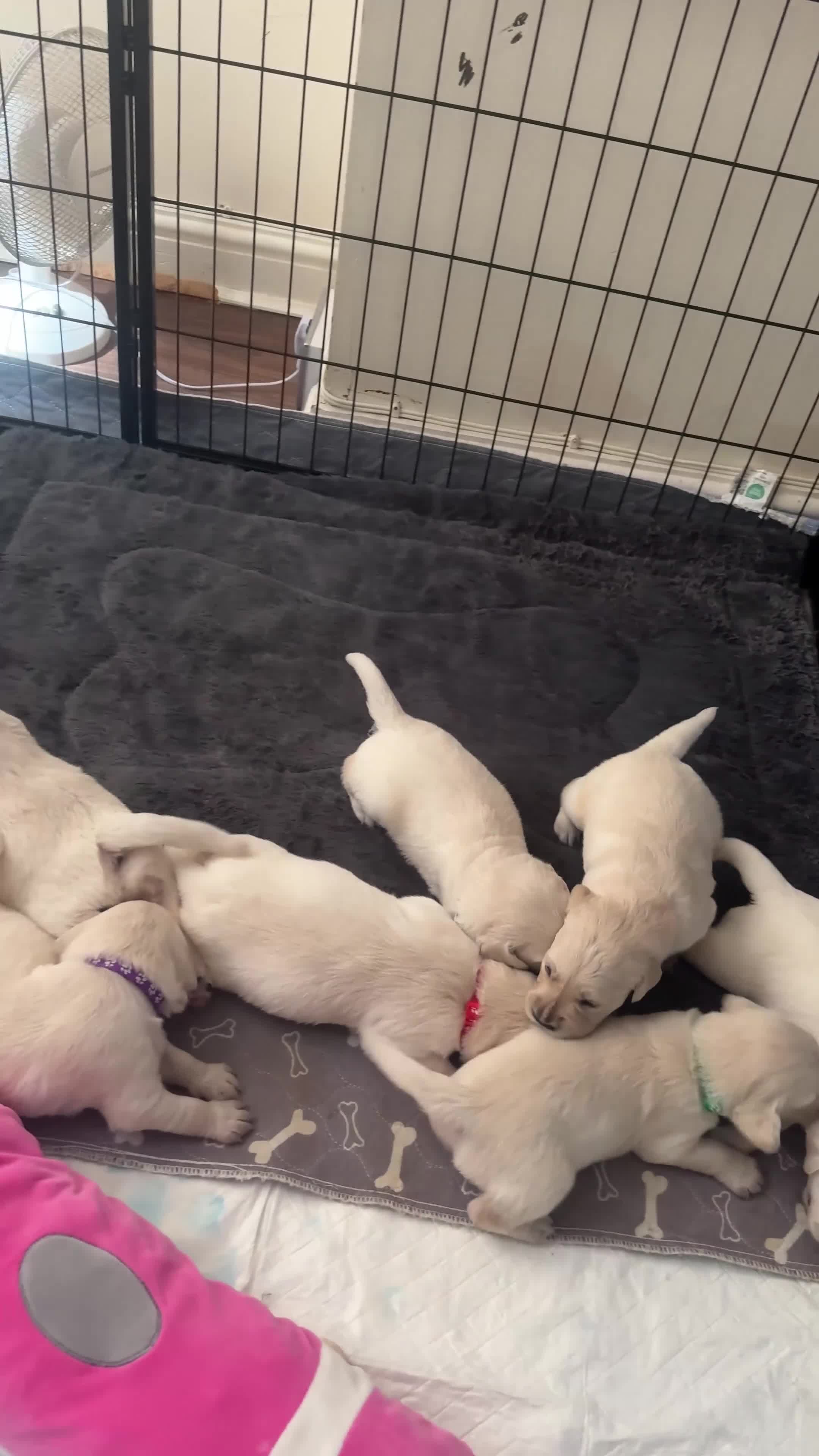 Golden Retriever dogs for sale: Beautiful Golden Retriever puppies - Video 1