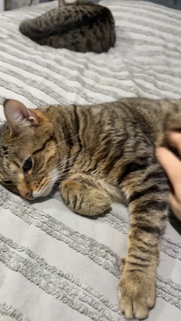 Domestic Shorthair cats for sale: Brown - Video 2