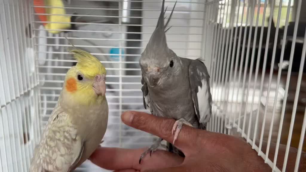 Cockatiels birds for sale: Super hand tamed baby cockatiel for sale - Video 2
