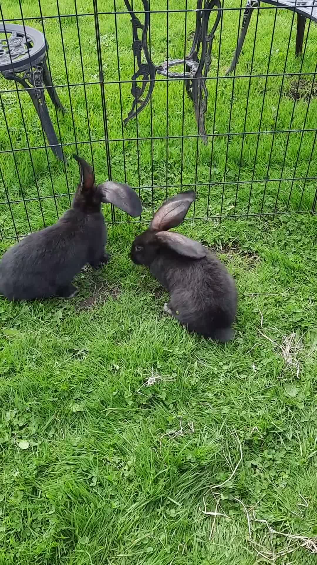 Continental Giant rabbits for sale: Beautiful Pure Giant Continentals Babies - Video 2