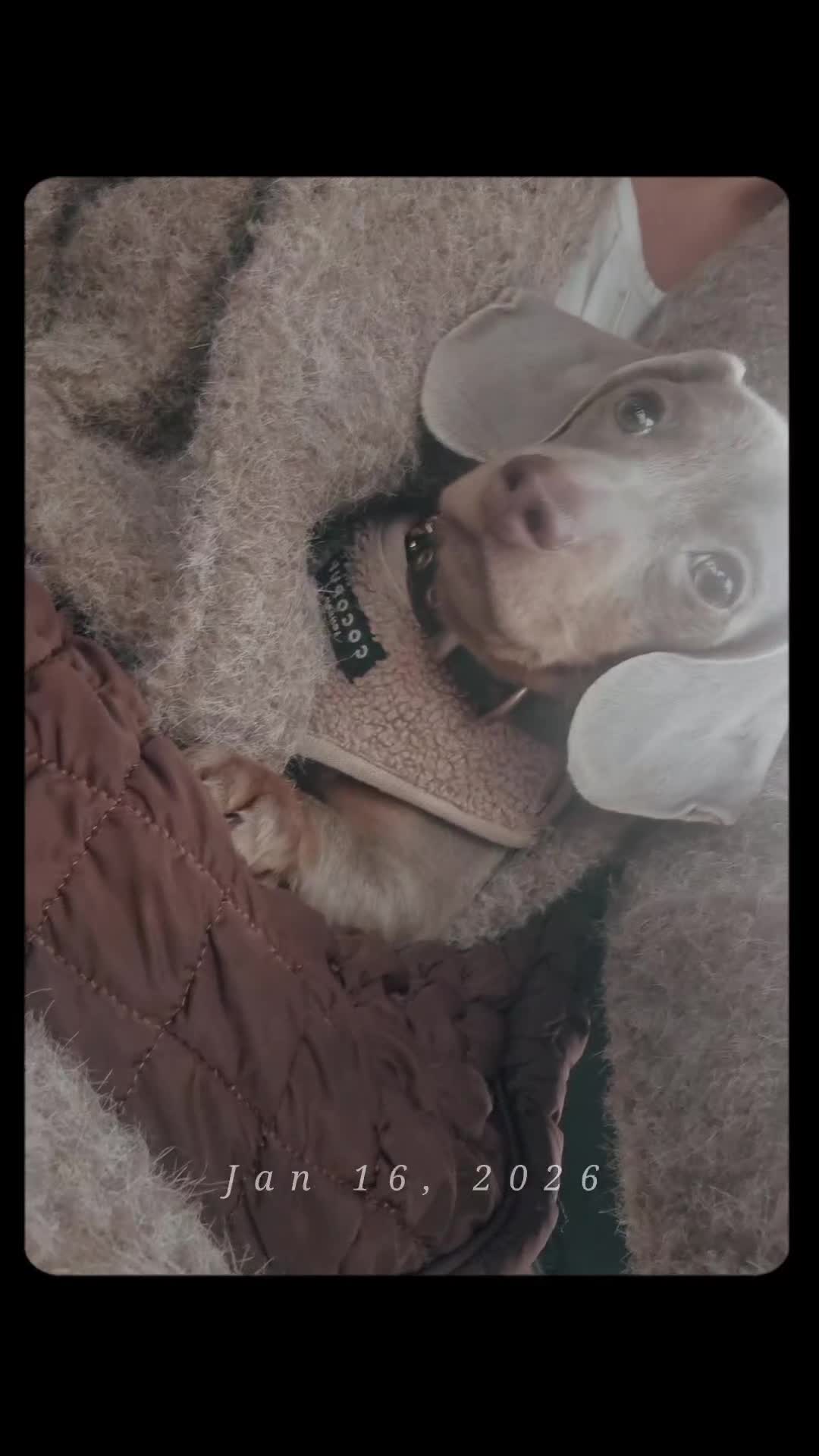 Miniature Dachshund dogs for sale: Lilac and tan miniature daschund puppy - Video 1