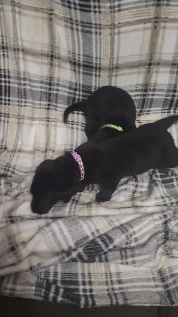 Labrador Retriever dogs for sale: KC registered labrador puppies - Video 2