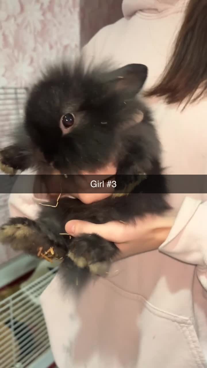 Mixed Breed rabbits for sale: 5 gorgeous baby bunnies up for sale  - Video 1