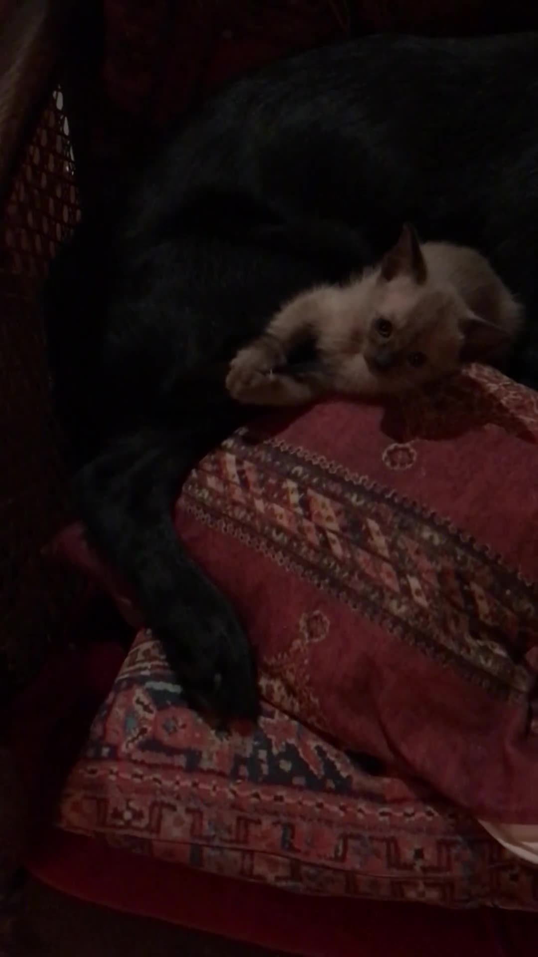 Tonkinese cats for sale: Exquisite Tonkdolls - Video 2