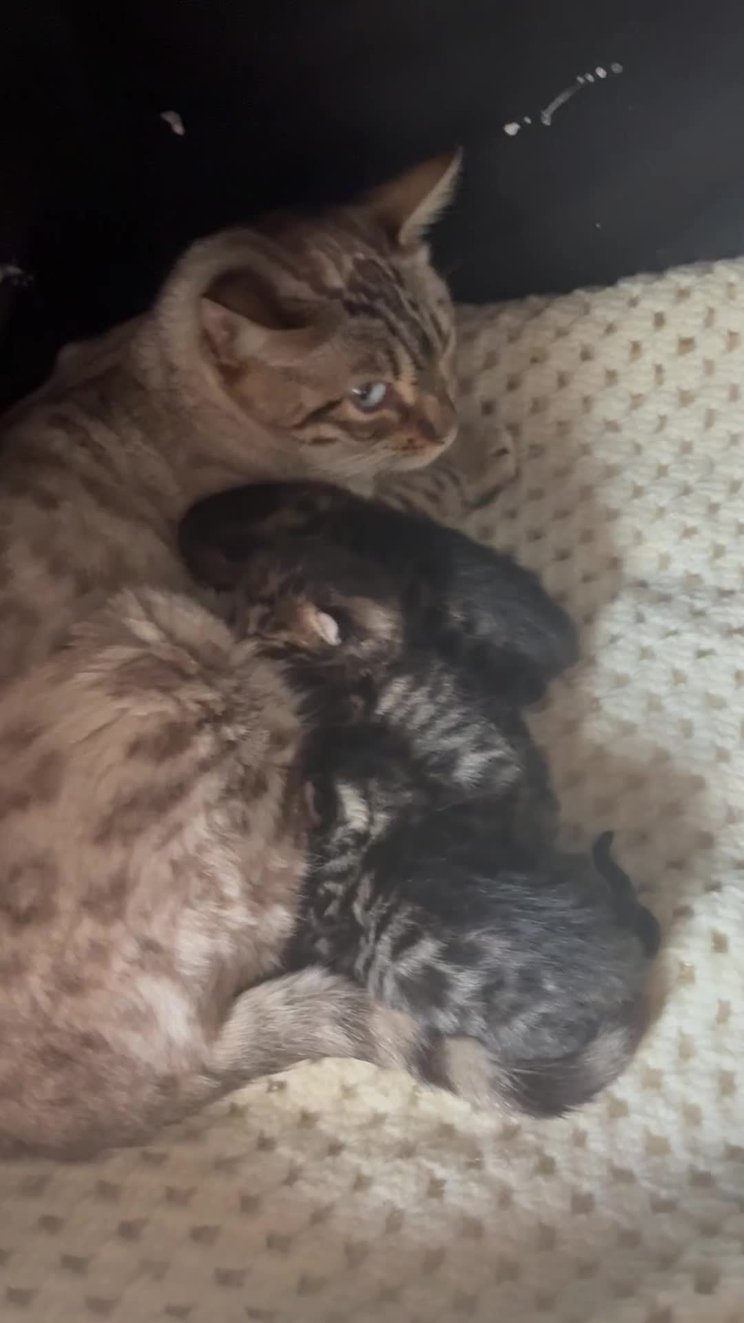 Mixed Breed cats for sale: Stunning snow Bengal x Maincoon kittens  - Video 1